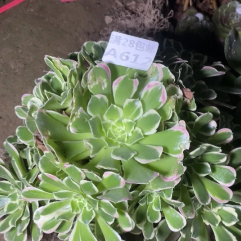 612三号棚雨花石