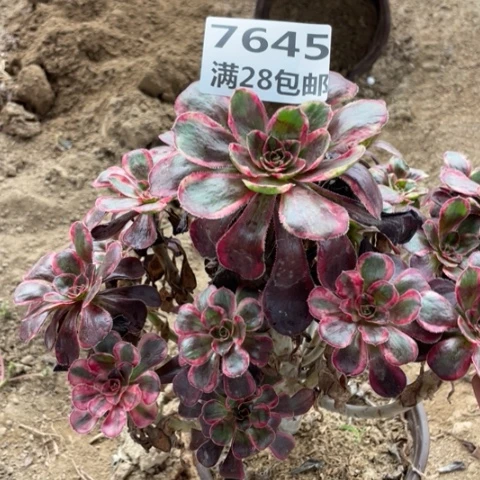 7645一号棚丽娜多肉