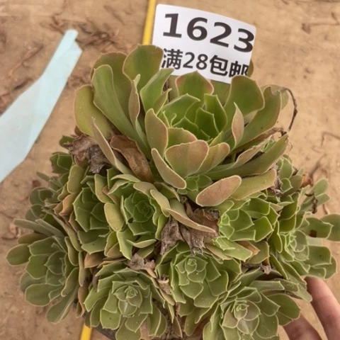 1623雅典娜多肉一号棚