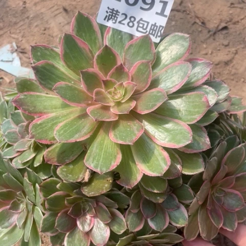 1091三号棚粉花妖