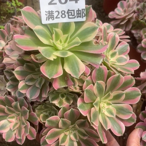O****U204三号棚多肉植物