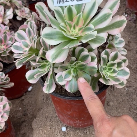 7643一号棚粉女巫