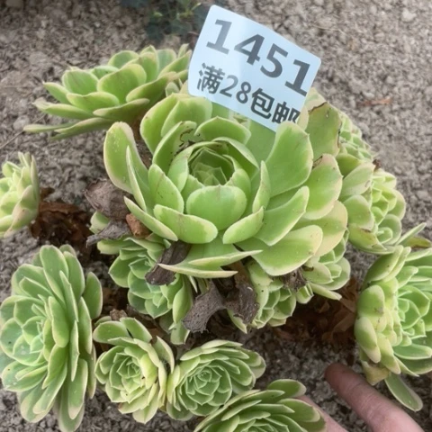 1451一号棚奶白多肉
