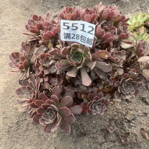 5512二号棚安娜变异