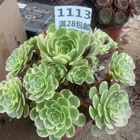 1113三号棚奶白多肉