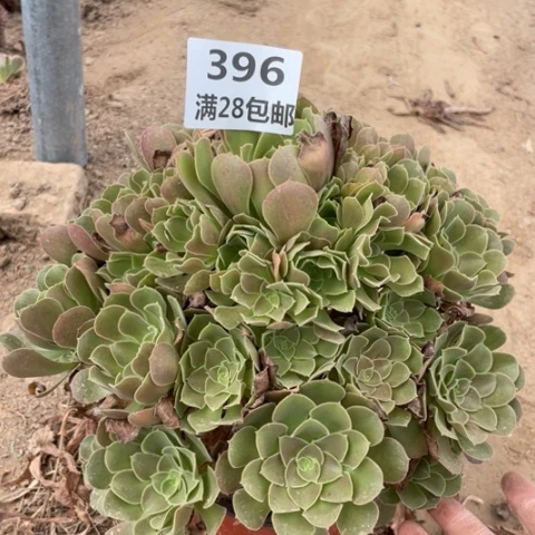 张*一396二号棚多肉植物