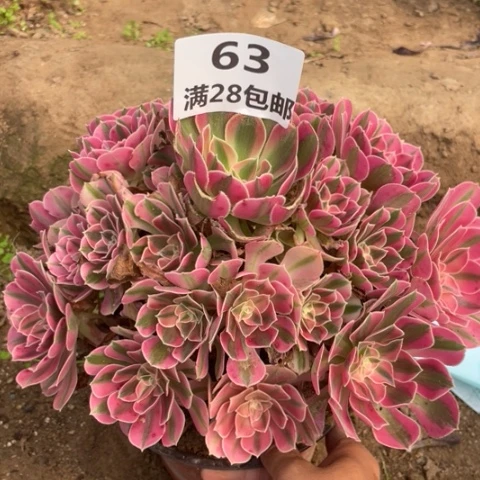 63三号棚女巫多肉