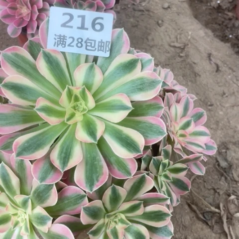 216三号棚多肉植物