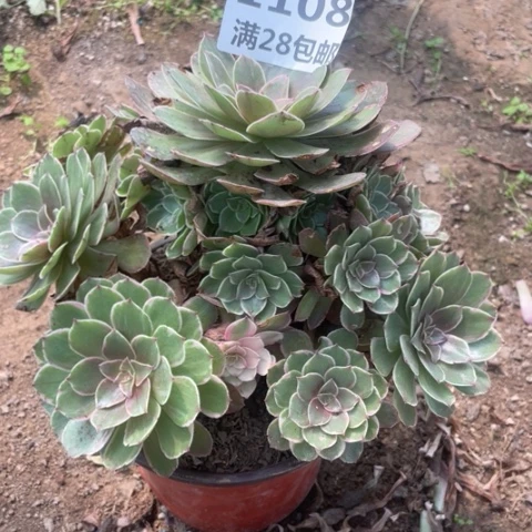 1108三号棚粉花妖