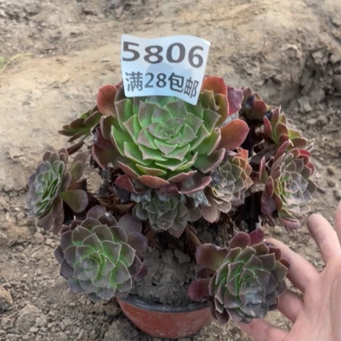 5806二号棚黑膜多肉植物