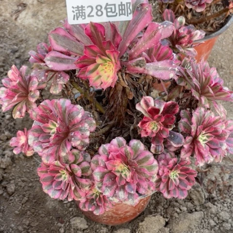 8161红铜鼓一号棚