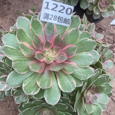 1220三号棚粉花妖