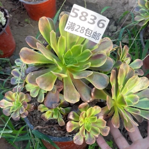 5836一号棚欧嘉莉