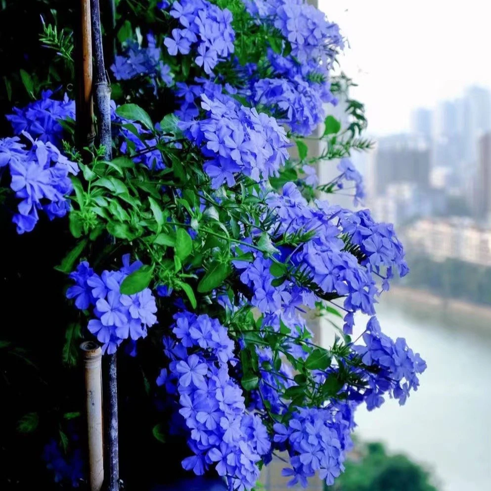 蓝雪花盆栽藤本兰雪花带花苞阳台庭院爬藤花苗大苗四季花卉可扦插