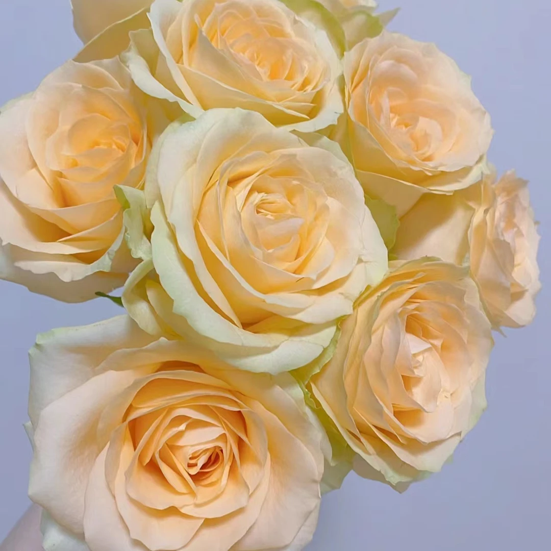 小羊【香槟 】单头玫瑰 能开炸开大 | 任意两单包邮