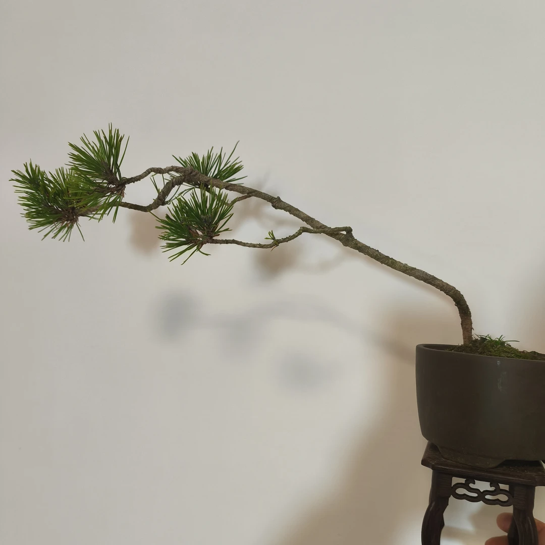 黄山松（直播间专用一物一拍）