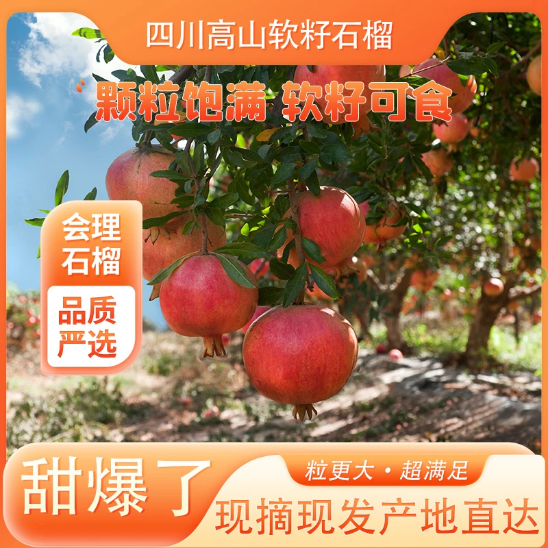 【新粉专属】新鲜采摘四川会理突尼斯软籽石榴香甜饱满甜脆皮薄