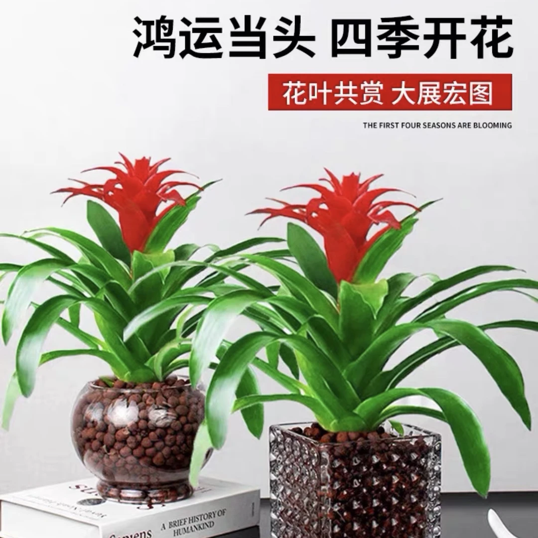 【新号福利】鸿运当头 三支装 红红火火室内盆栽吸甲醛净化空气好养