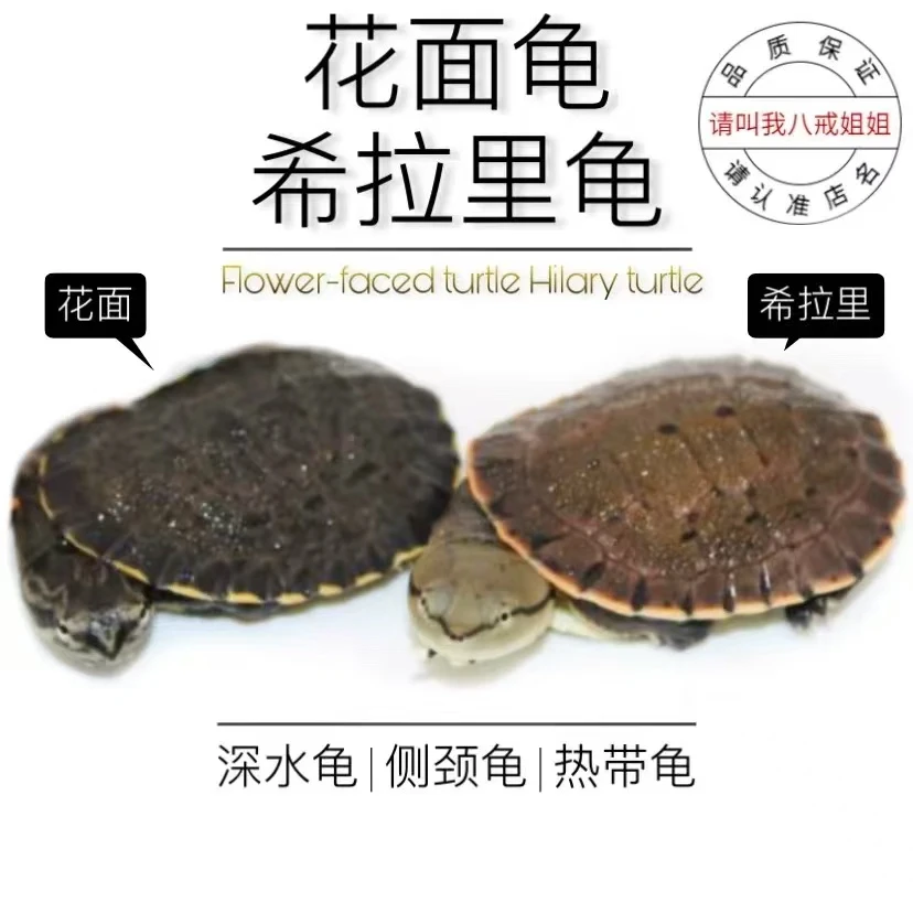 八戒姐姐蟾头龟希拉里龟花面龟乌龟活物观赏龟水龟侧颈龟深水龟