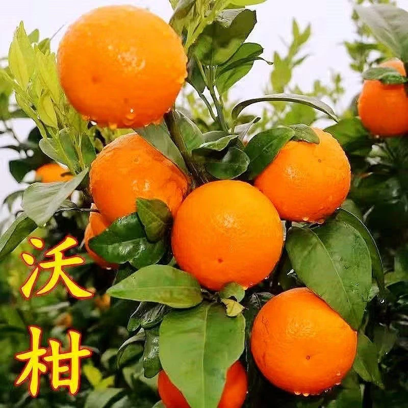 【无核沃柑】正宗嫁接无核沃柑树苗盆栽地栽庭院南北方种植果树苗