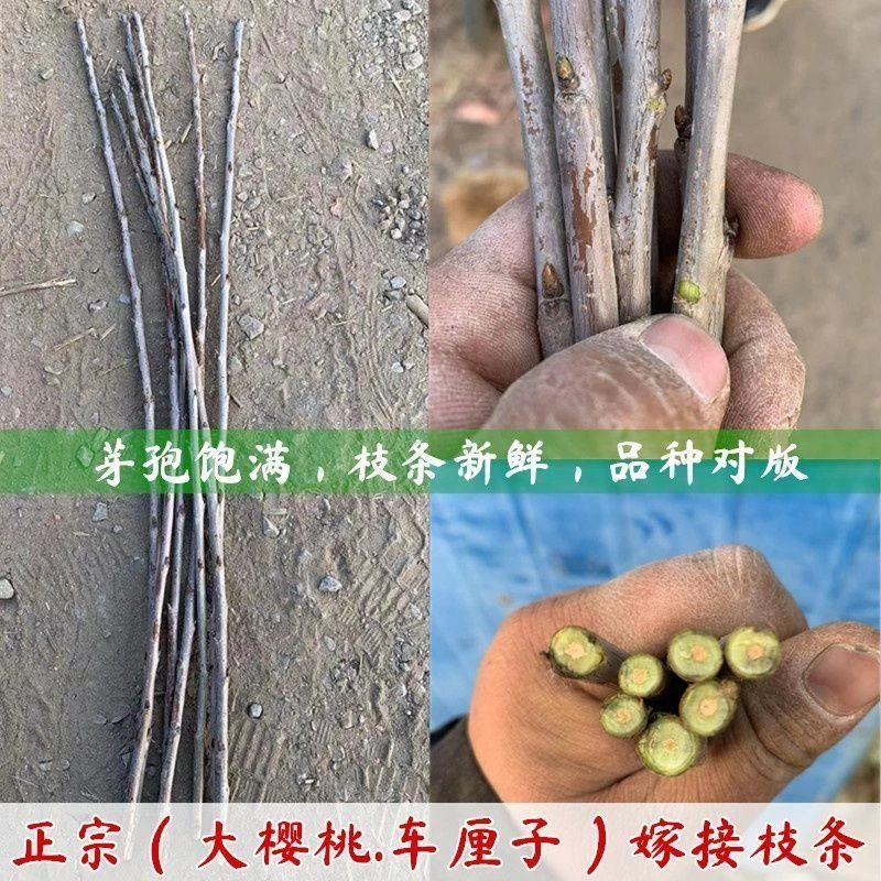 大樱桃嫁接枝条车厘子接穗新品种沙王黄蜜布鲁克斯齐早大樱桃码子