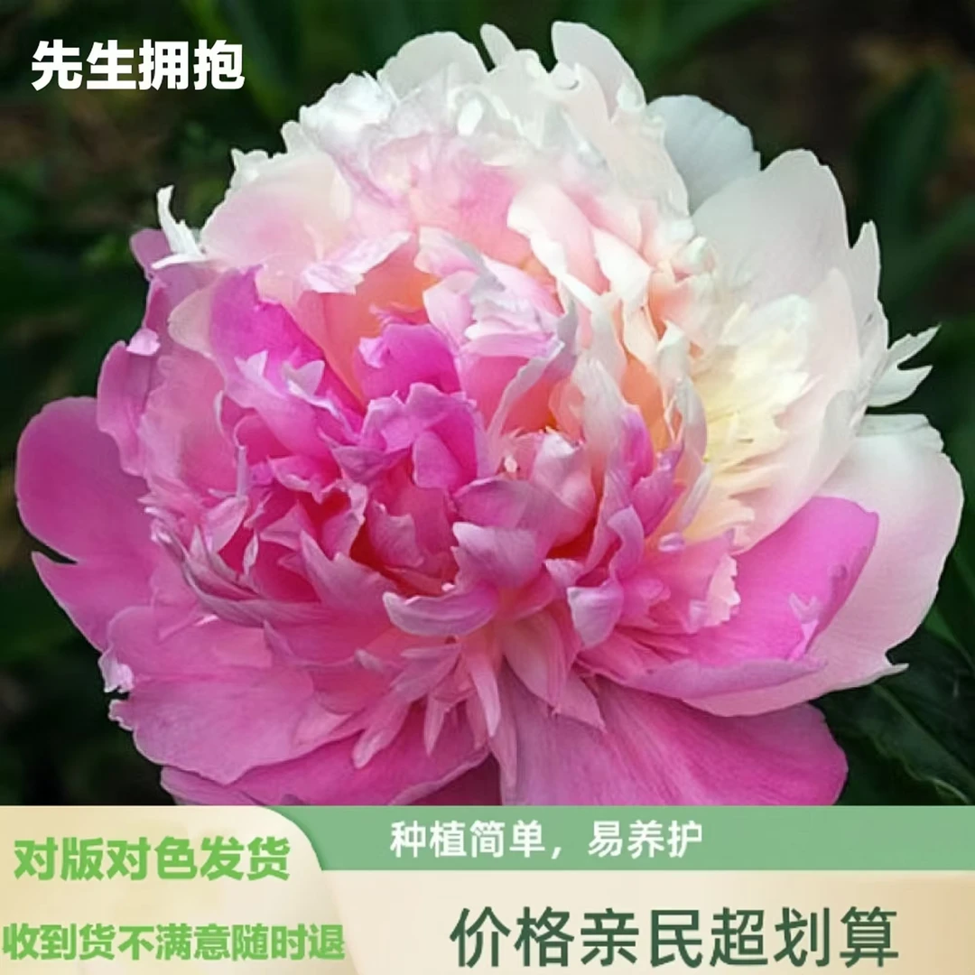 芍药苗【先生拥抱】新品首发芍药花苗 存活高 易栽活 盆栽地载庭院