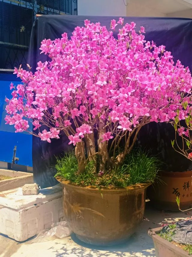 大别山映山红鲜花后叶品种