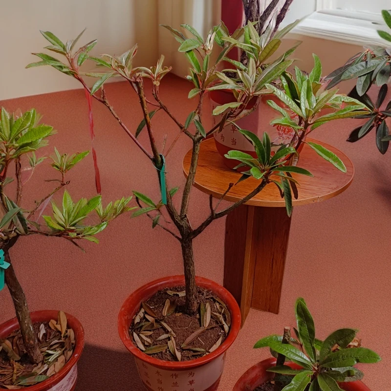 高山杜鹃杜鹃花盆栽马缨杜鹃马缨花观赏性花卉杜鹃花微酸性土养护