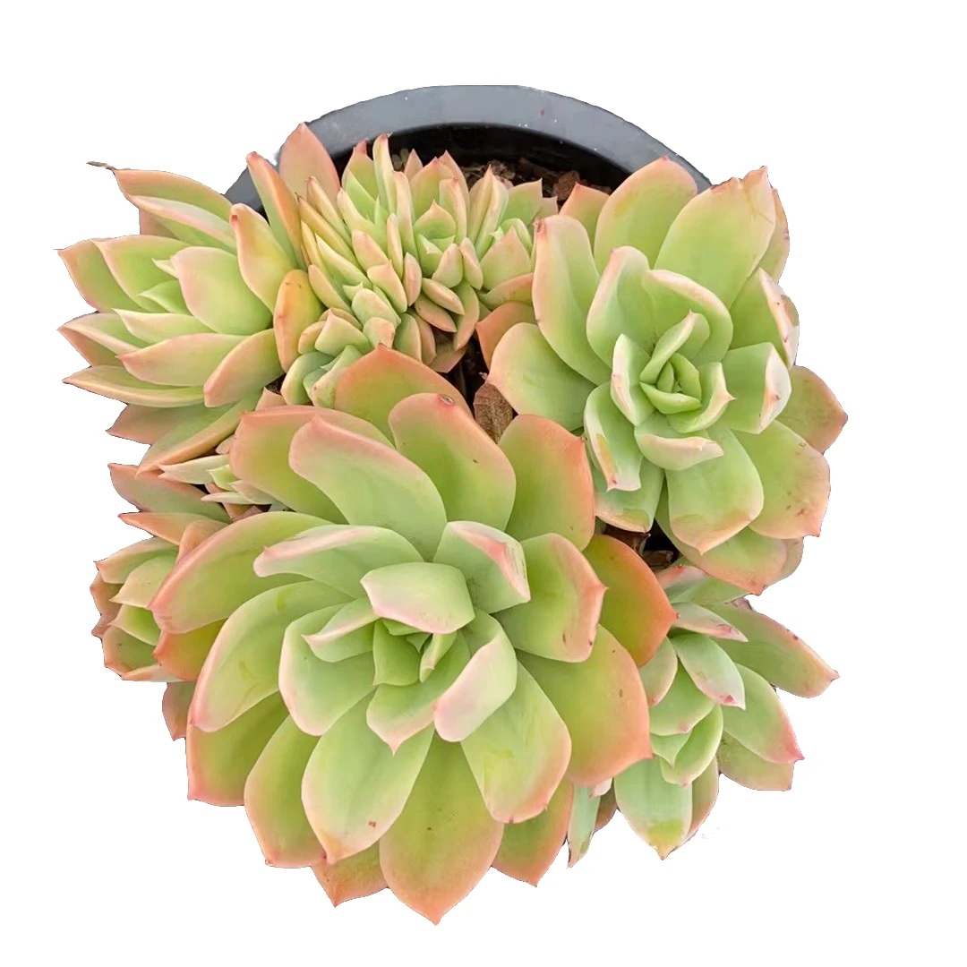 乔伊多肉优选精选发货种植售后基地自产自销包赔