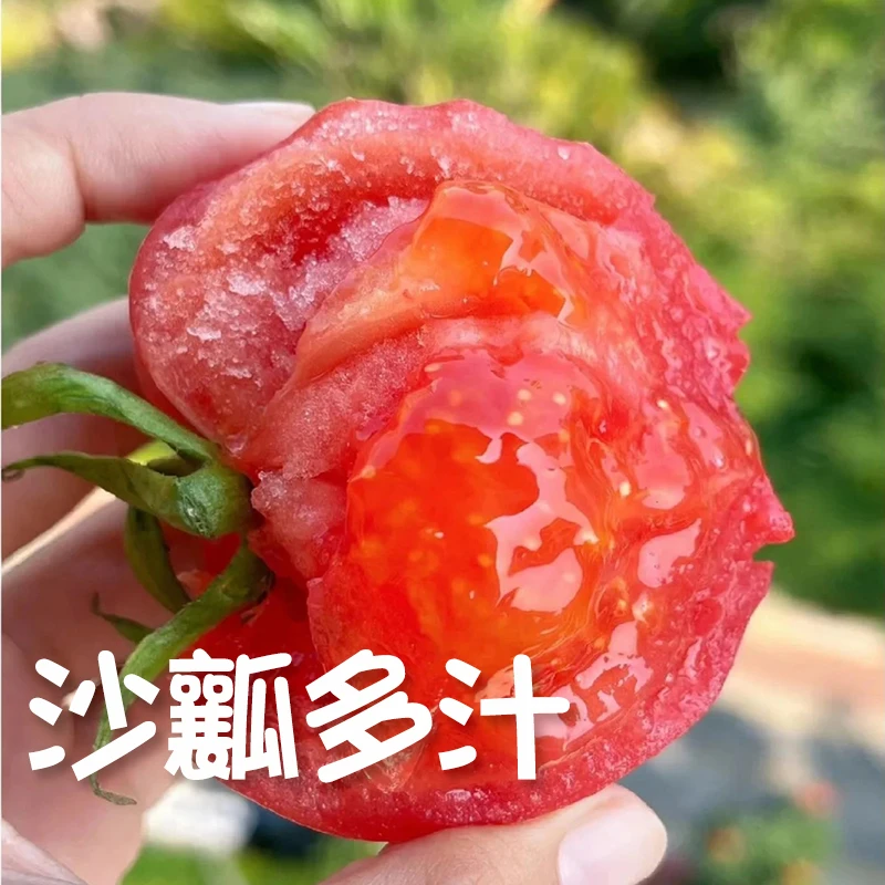 4斤装中大果 顺丰包邮 尚庄番茄老品种西红柿沙瓤多汁自然熟水果