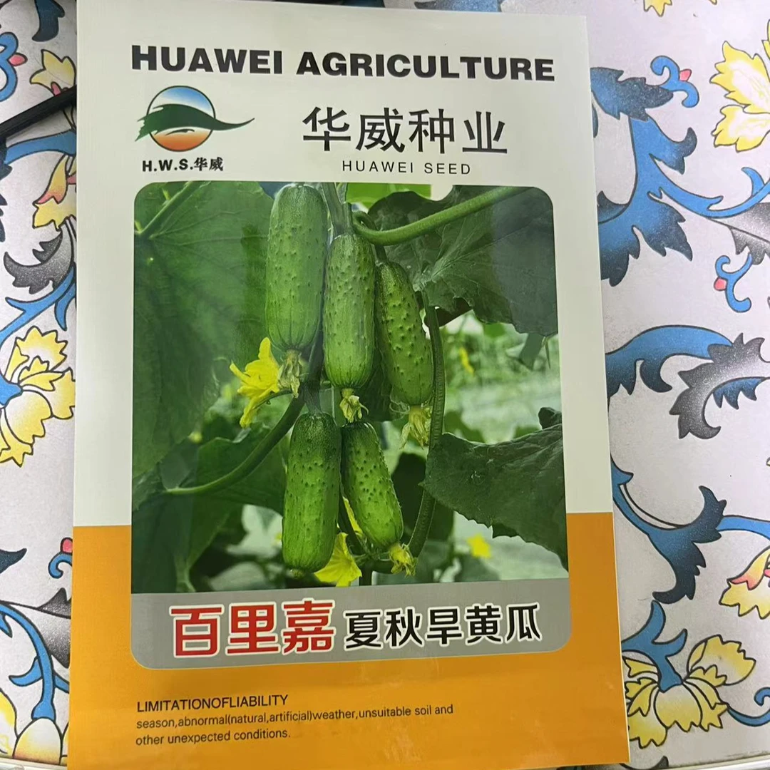 百里嘉夏秋水果黄瓜种子