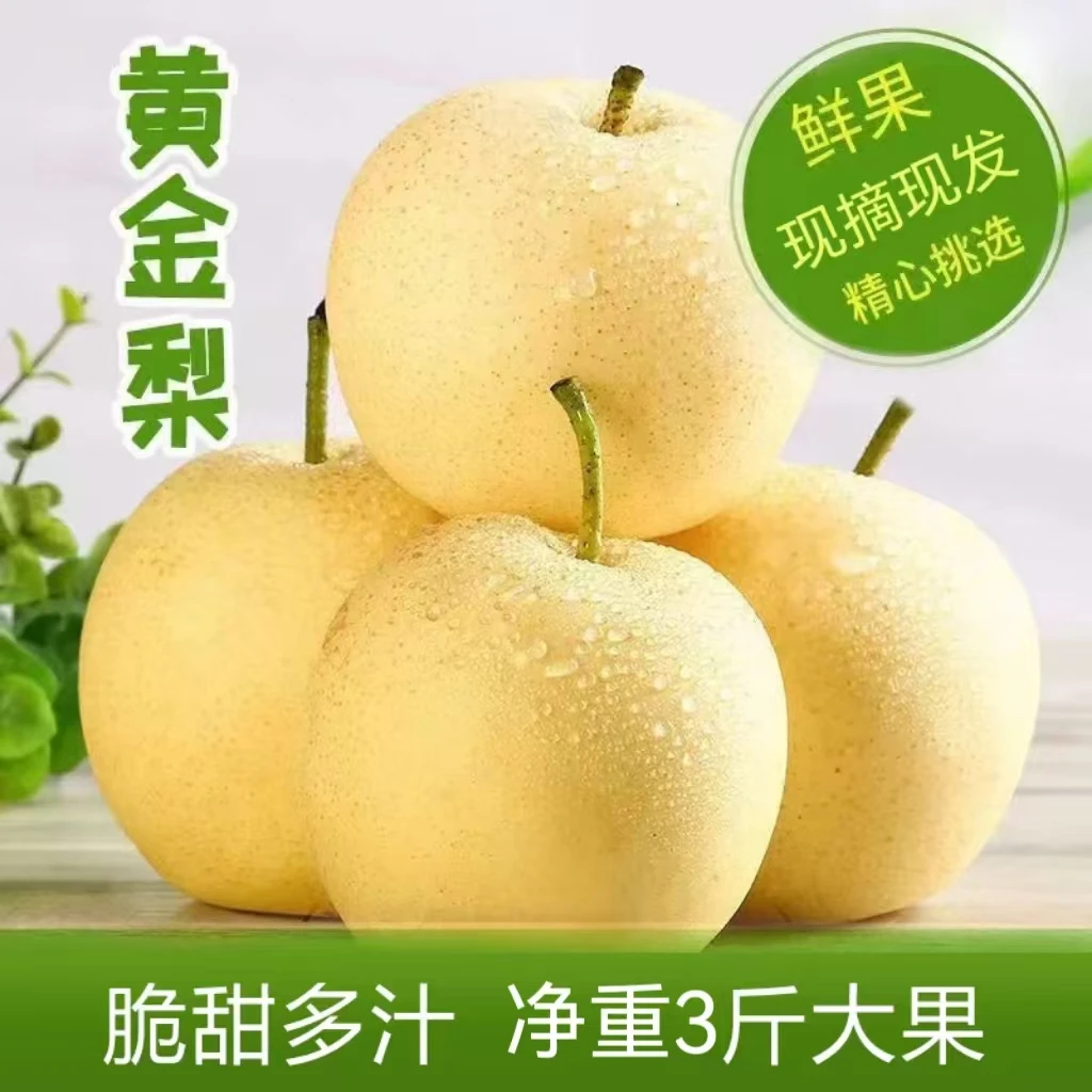 正宗山东黄金梨当季水果新鲜采摘树上熟皮薄核小超甜无酸甘甜香甜