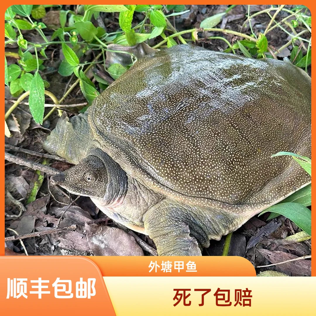 老甲鱼【拍一发三】真正外塘甲鱼  顺丰包邮 死了包赔 3只6-7斤