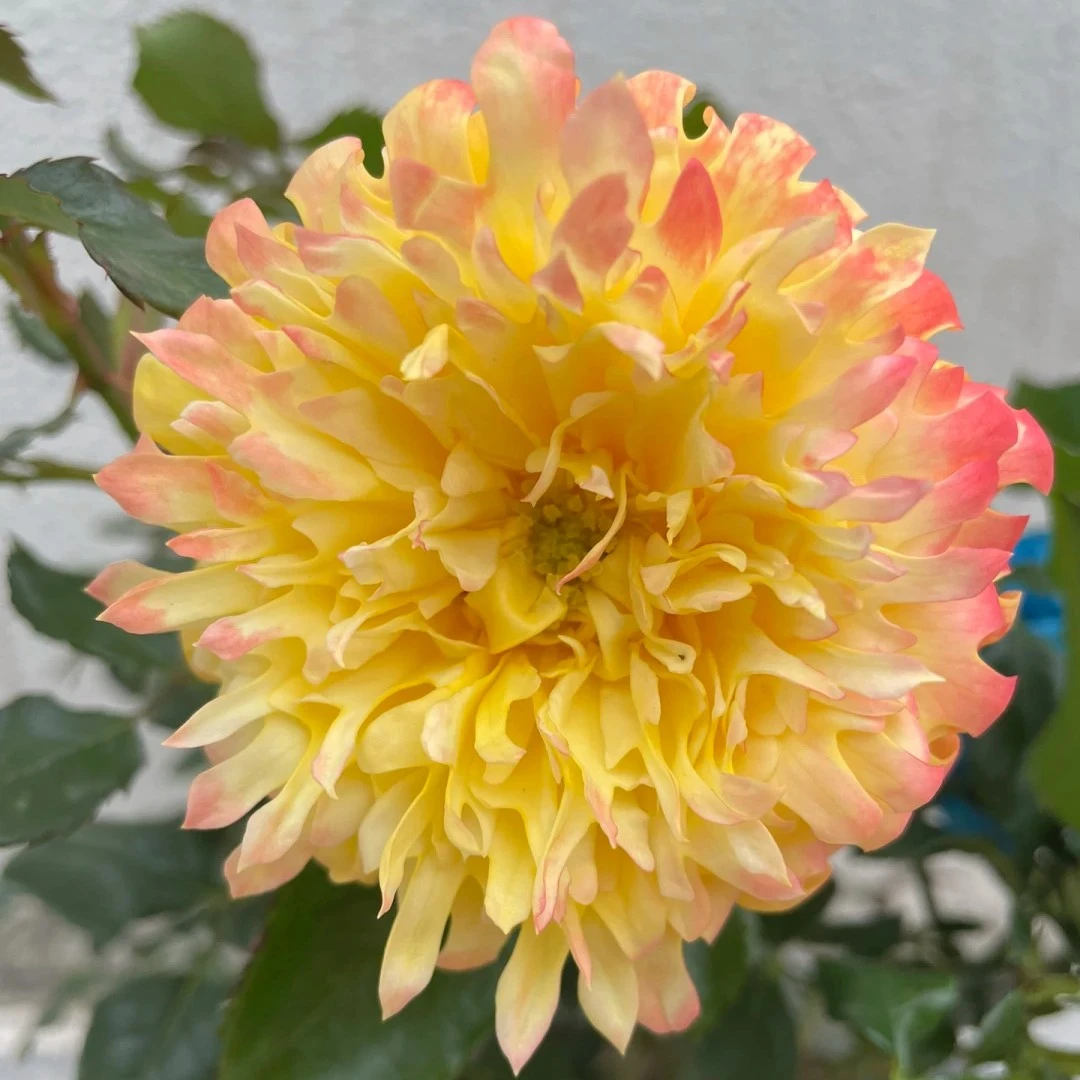 烟花波浪浓香月季