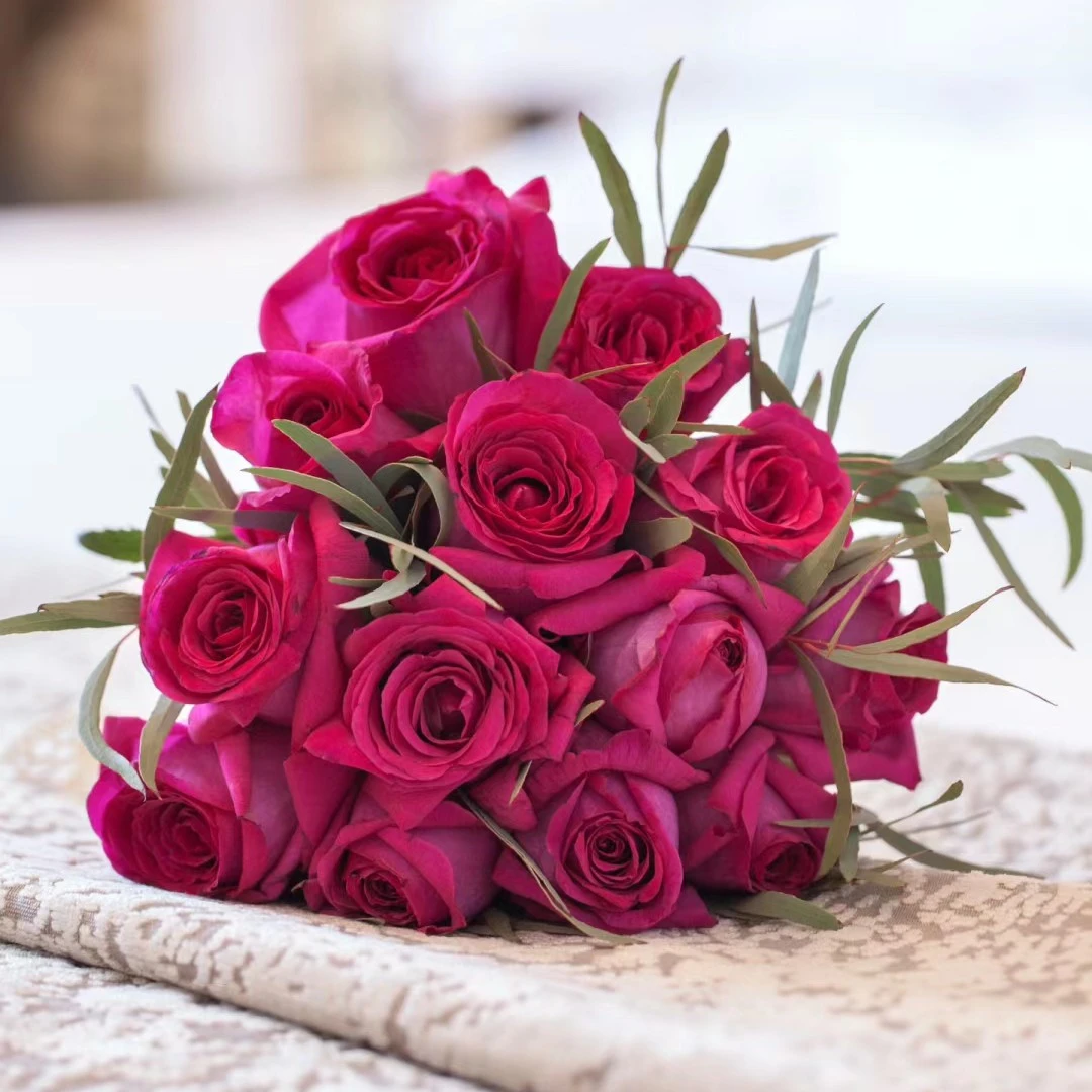 美人丽芙浓香切花月季