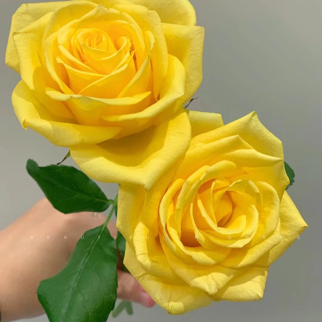 月光漫步切花月季