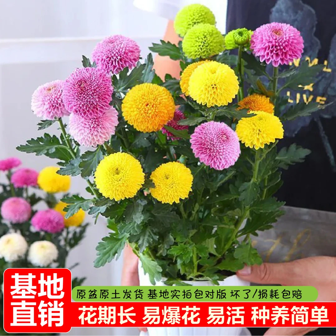 乒乓菊球菊盆栽（一盆多色、Q萌可爱）荷兰菊小雏菊庭院阳台开花植物