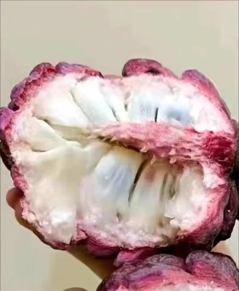 【大果多肉香甜】【软了才能吃】玫瑰佛头果紫红释迦果新鲜水果采摘