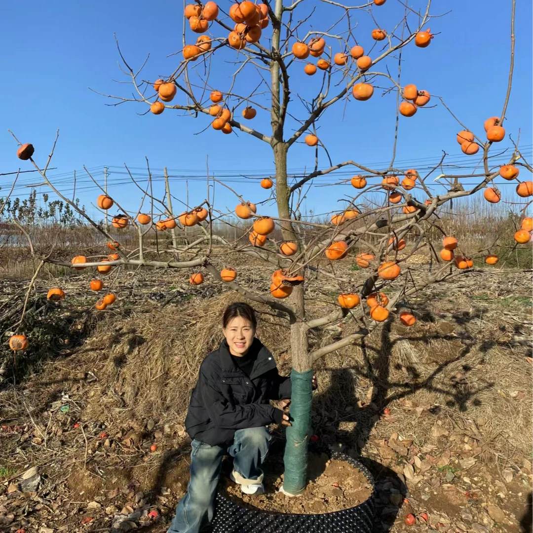 脆甜柿子树树苗太秋阳丰巧克力庭院别墅田地盆栽地栽不用暖脱涩甜