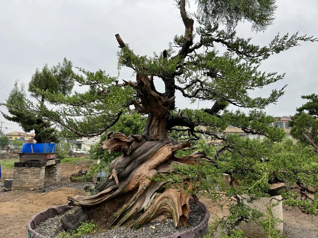 方寸苑制作盆景造型