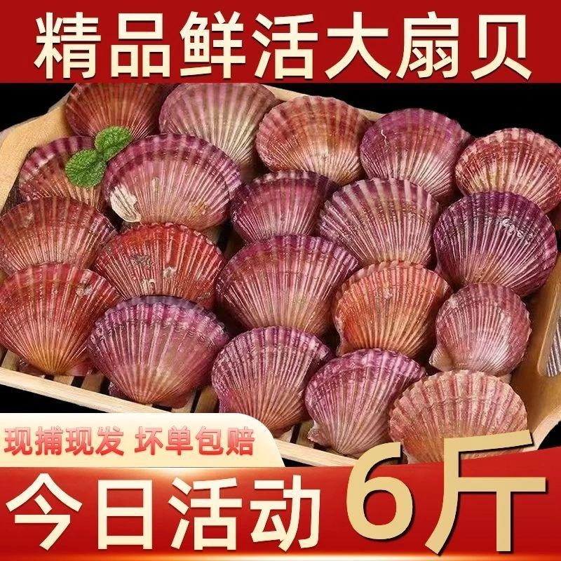 扇贝鲜活新鲜带壳野生整箱港湾批发海鲜水产贝类海捕大号特大号