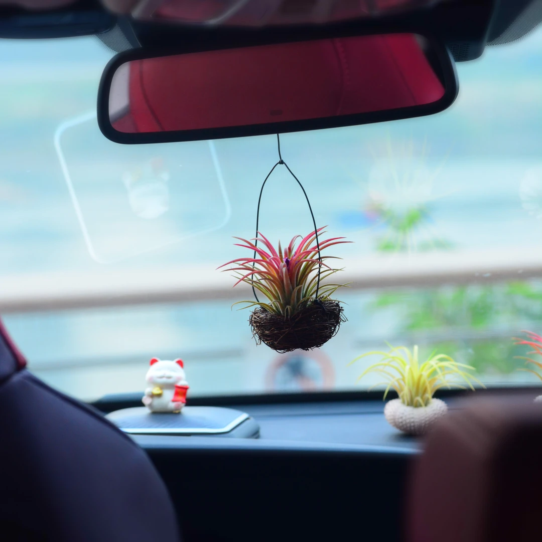 鸿（红）运当头创意后视挂件红色空气凤梨简约净化空气治愈颜值