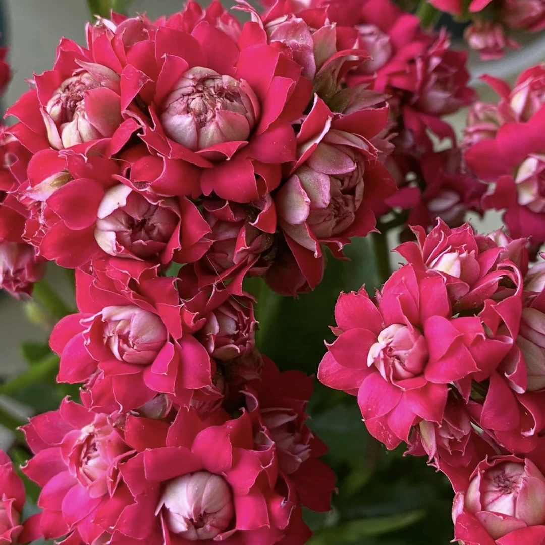 喜糖【直播展示为准，120盆】美观淡雅带花苞鲜花客厅发货长寿花