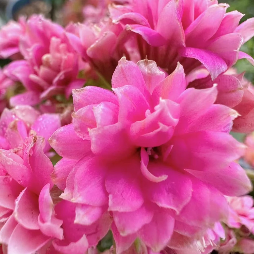 亮妍【直播展示为准，110盆】美观淡雅带花苞鲜花客厅发货长寿花