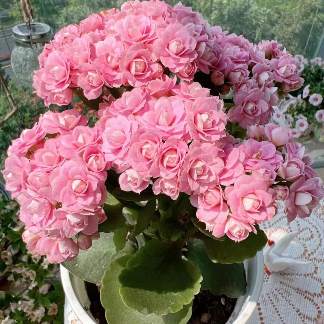 朱丽叶【直播展示为准，120盆】美观淡雅带花苞鲜花客厅发货长寿花