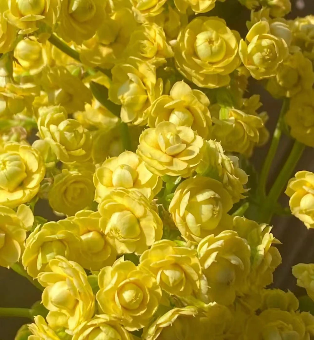 艾米丽【直播展示为准，130盆】美观淡雅带花苞鲜花客厅发货长寿花