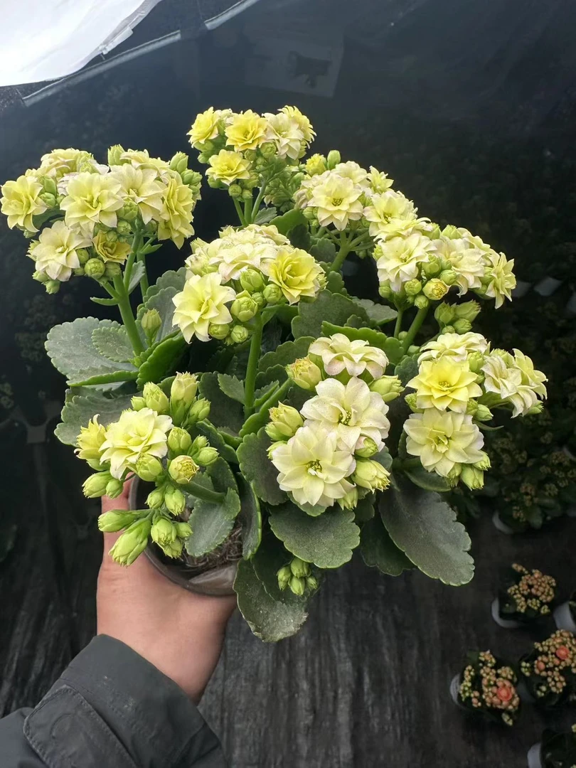 彩虹糖【直播展示为准，110盆】美观淡雅带花苞鲜花客厅发货长寿花
