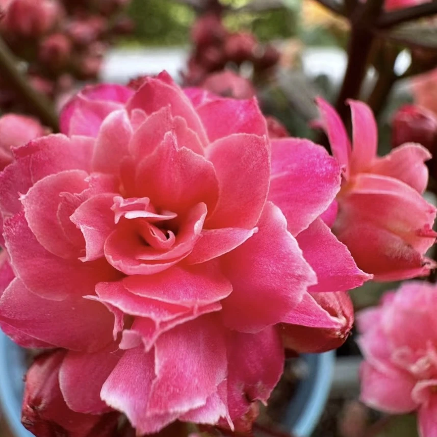 苹果花【直播展示为准，130盆】美观淡雅带花苞鲜花客厅重瓣长寿花