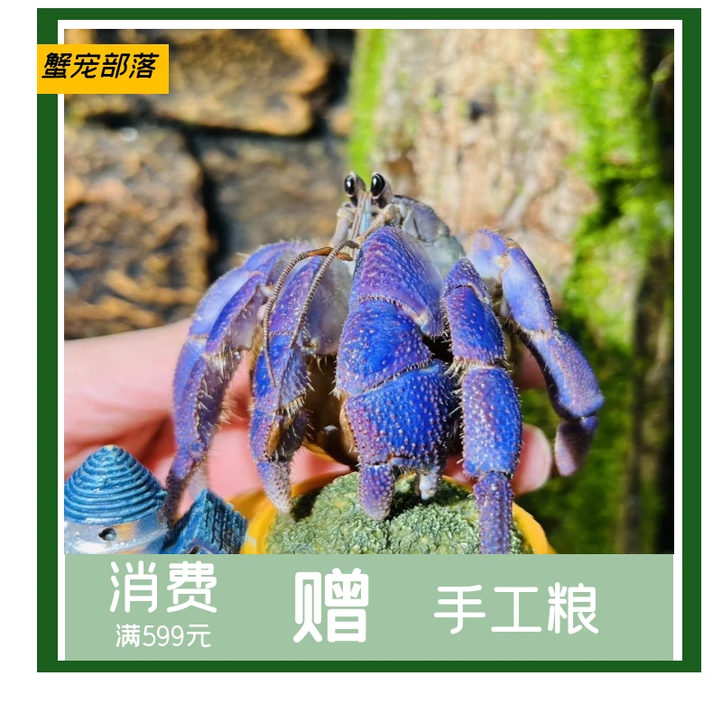 寄居蟹宠物懒人宠物直播专属