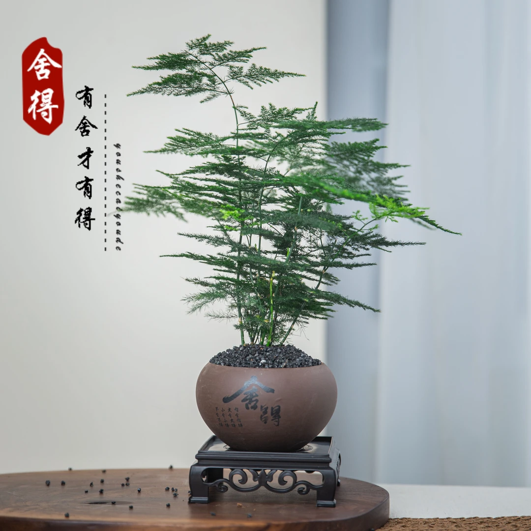 【舍得】文竹盆栽植物室内净化空气绿植盆栽中式客厅迷你家居sss